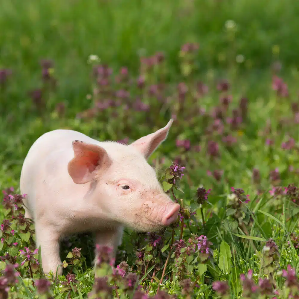 Appeau Cochon – Les Zapos – Image 3